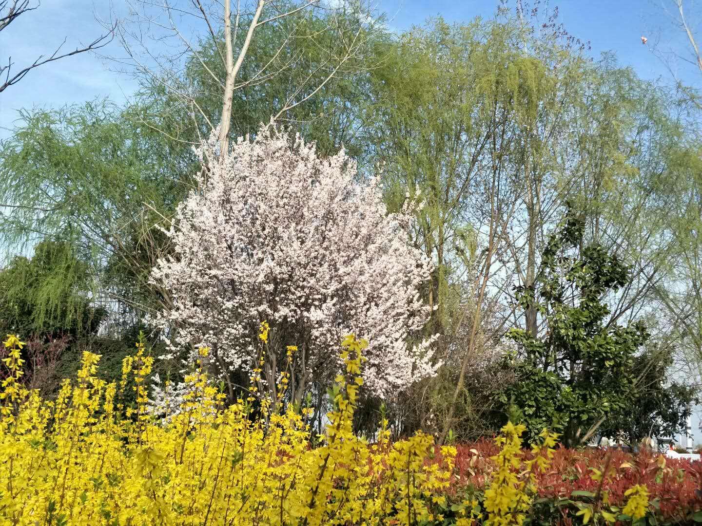 春天里，我們一起來看花