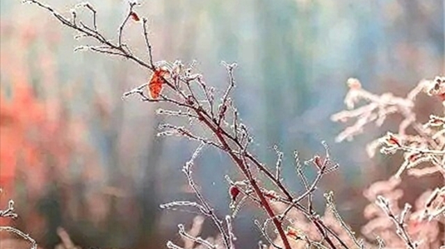 冬日霜花分外美