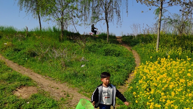 沈丘縣：清明節(jié)市民沙潁河邊踏青游玩