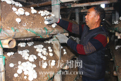 周口項(xiàng)城：食用菌種植基地內(nèi)，工人正在查看雙孢菇長(zhǎng)勢(shì)