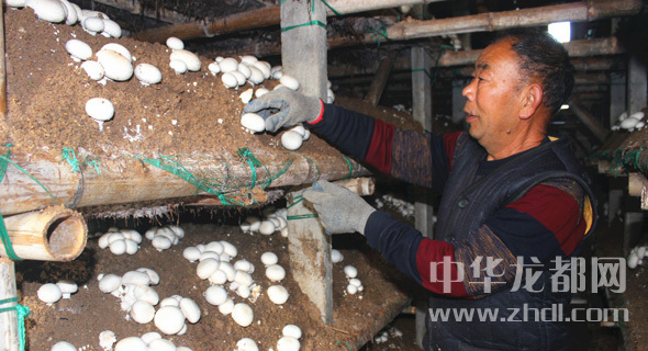 周口項(xiàng)城：食用菌種植基地內(nèi)，工人正在查看雙孢菇長(zhǎng)勢(shì)